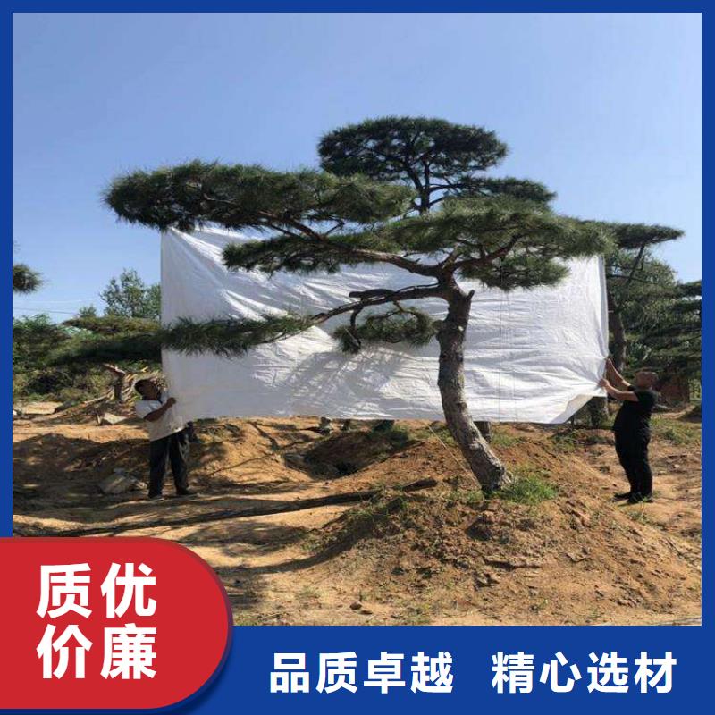  造型松可定制有保障