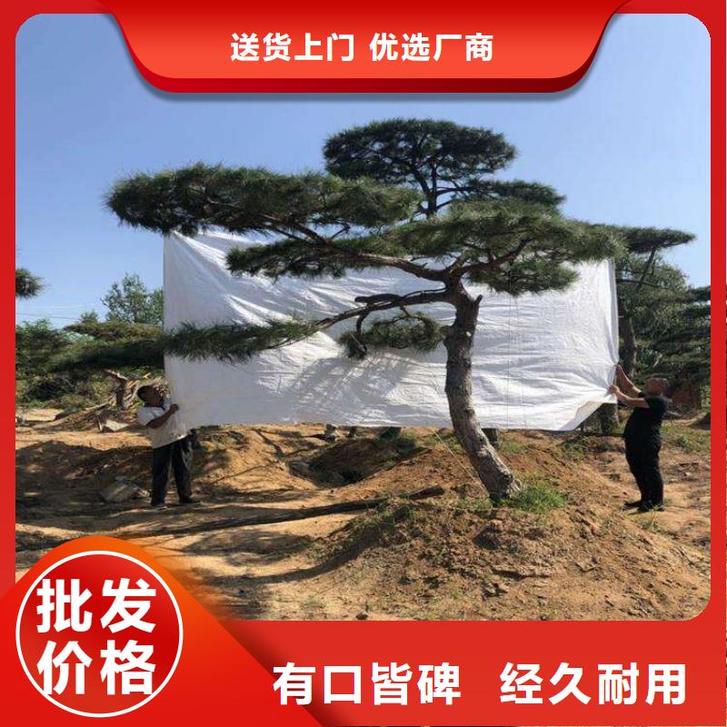 造型松造型池松欢迎来电询价