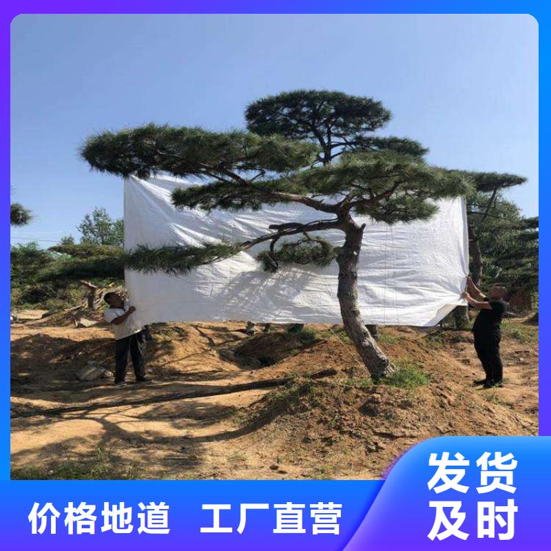 造型松造型池松以质量求生存