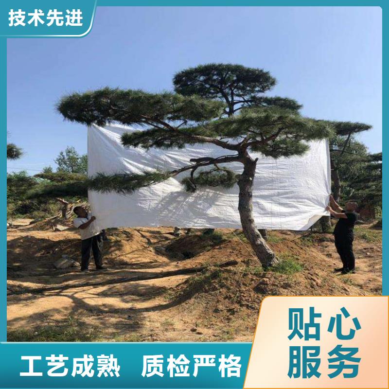 造型松大型古松交货准时