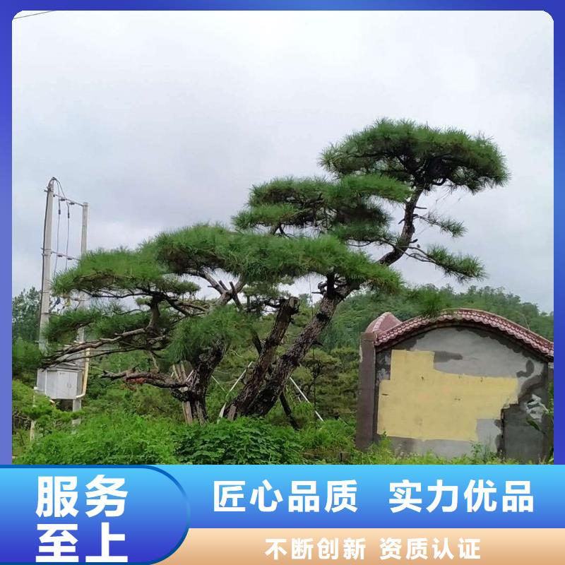 造型松大型古松质量层层把关