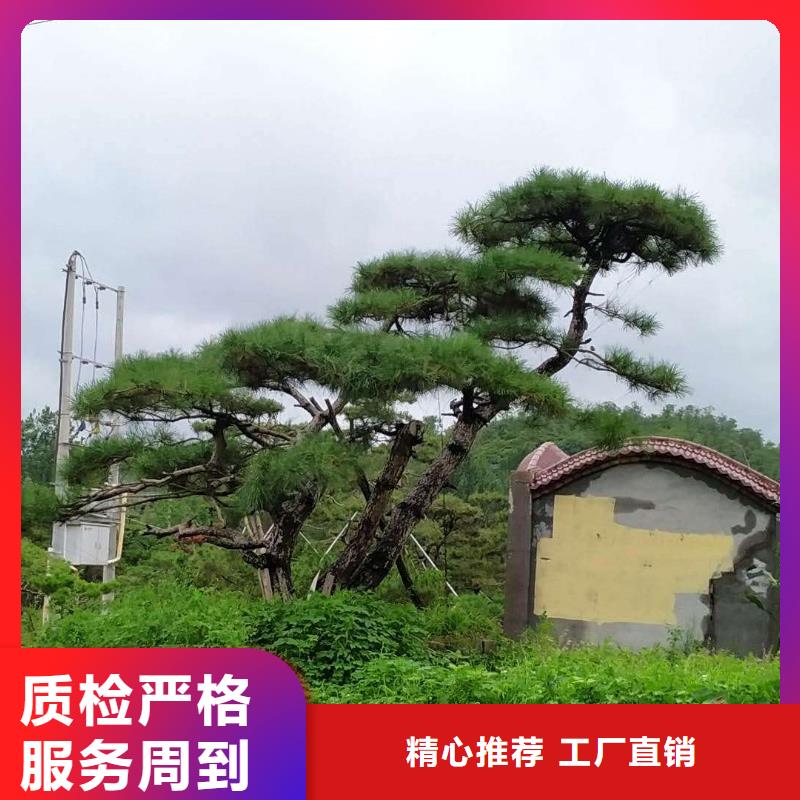造型油松选择东实园林