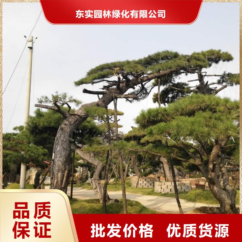 造型松造型松价格选择大厂家省事省心