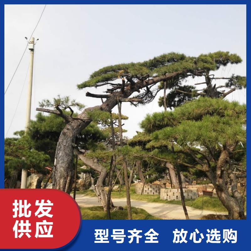 造型松造型黑松专业的生产厂家