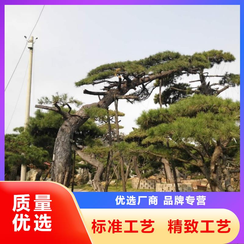 造型松 造型松价格产地源头好货