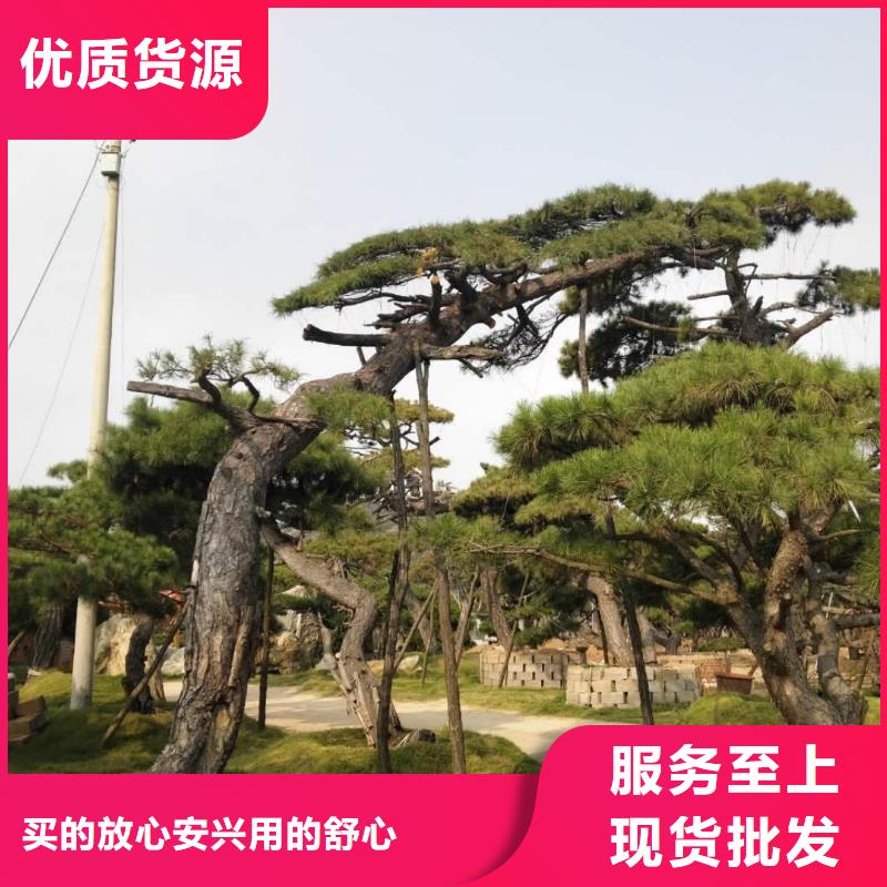 造型松奇石实力雄厚品质保障