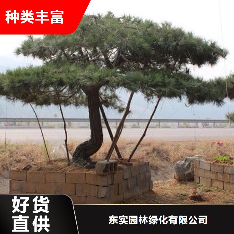 造型松大型古松质量层层把关