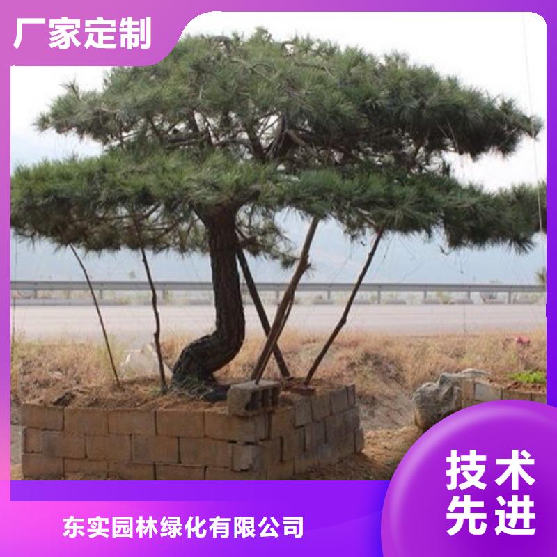 造型松-【奇石】打造行业品质