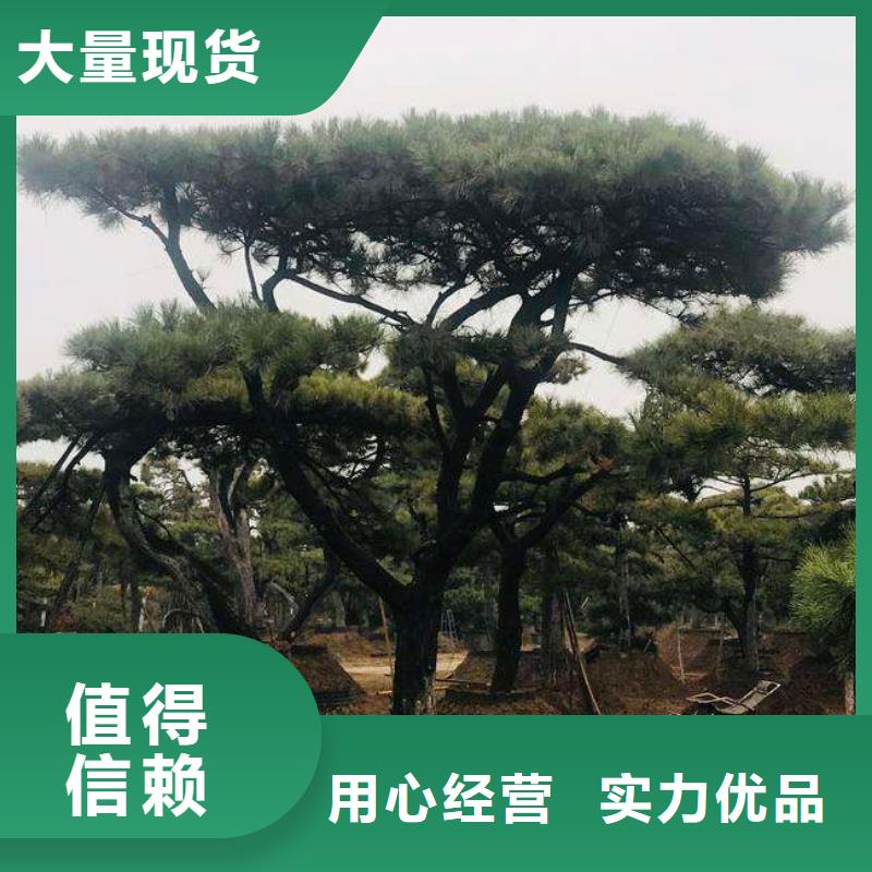 造型松拥有多家成功案例