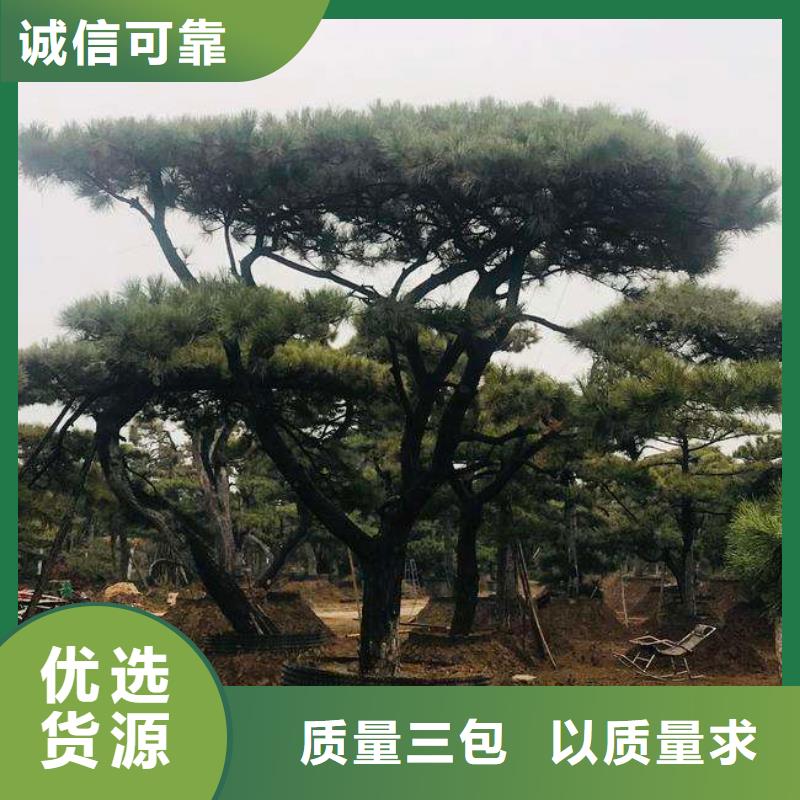  造型松源头工厂