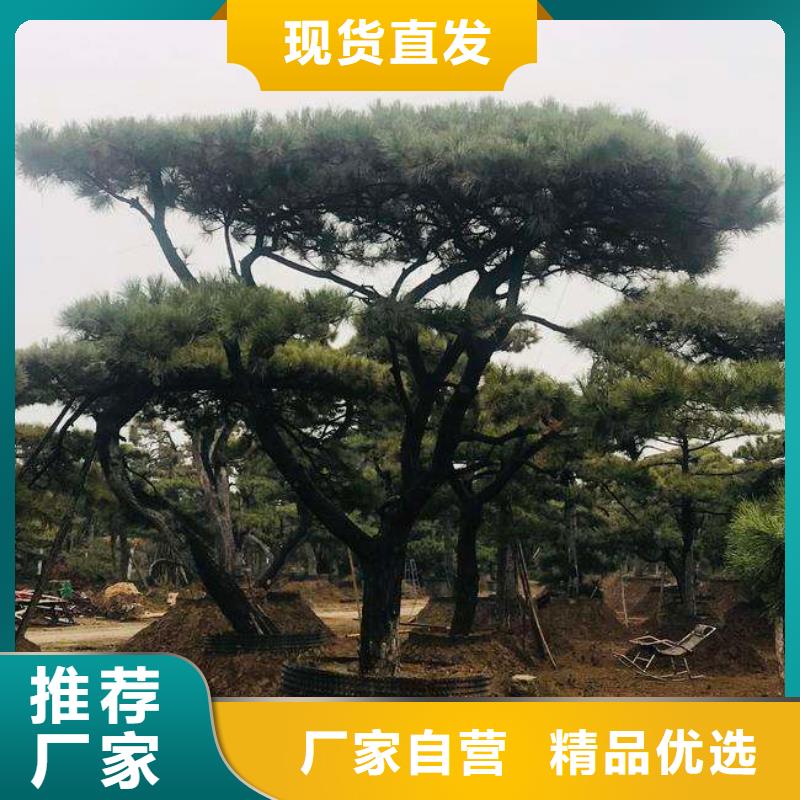 造型松古桩诚信经营