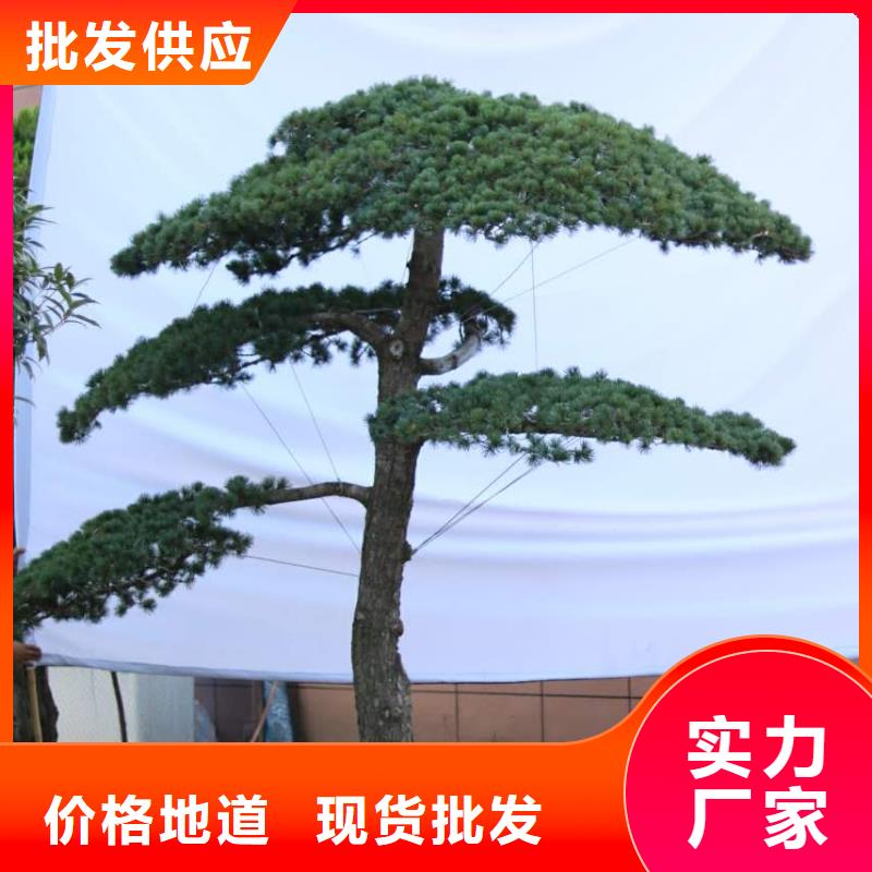 造型松【黑松】规格齐全
