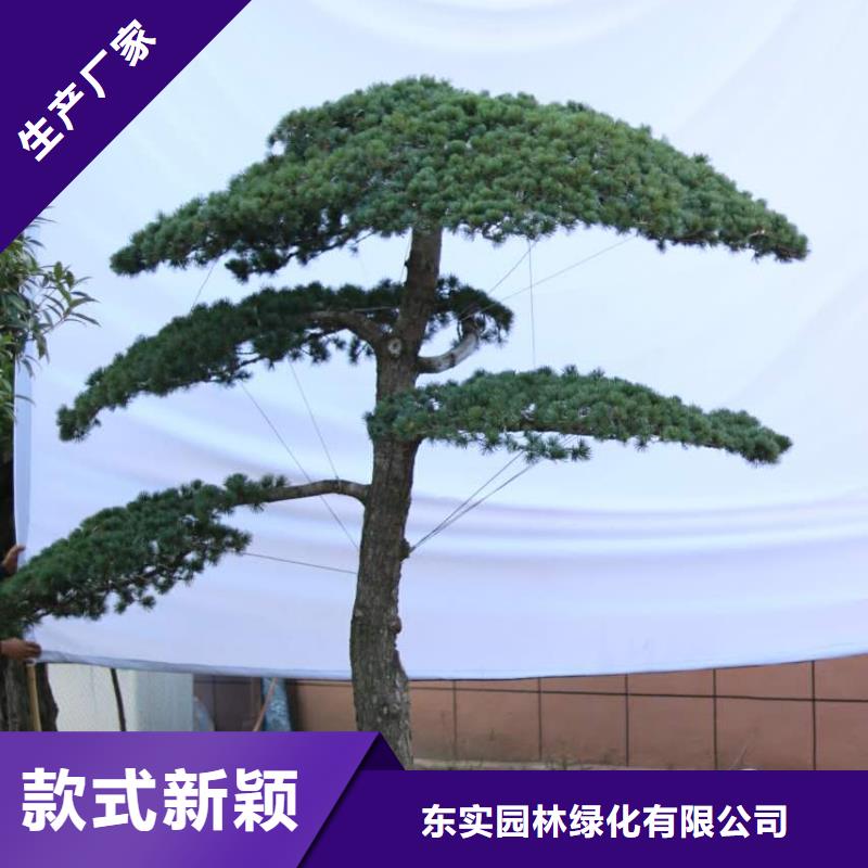 造型松-【奇石】打造行业品质