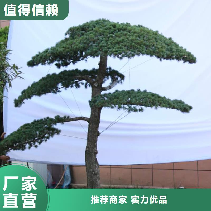  造型松质保一年