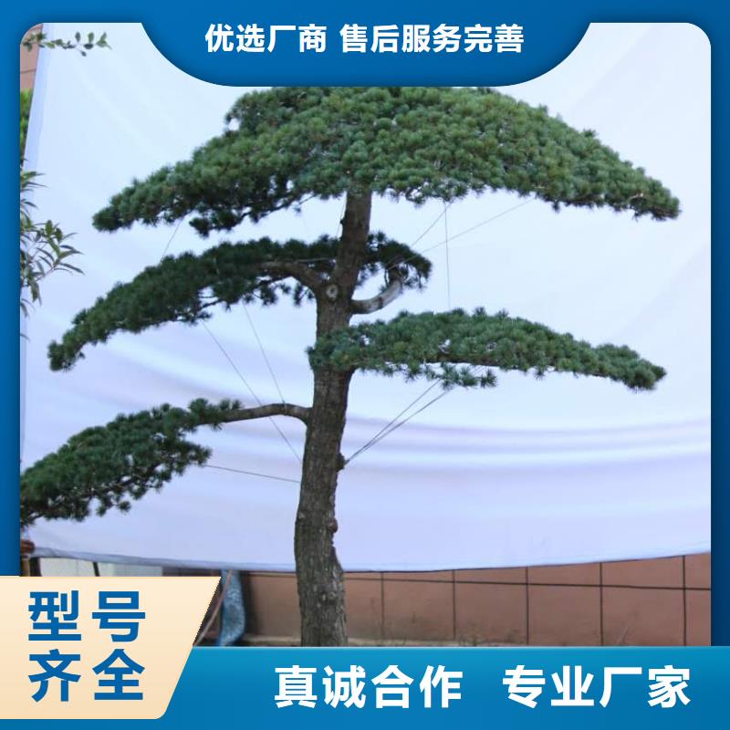 造型松造型松价格诚信经营质量保证