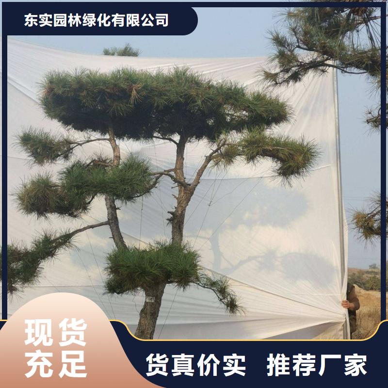 造型松造型池松欢迎来电询价