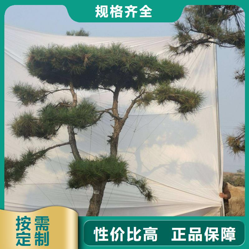 造型松造型松价格选择大厂家省事省心