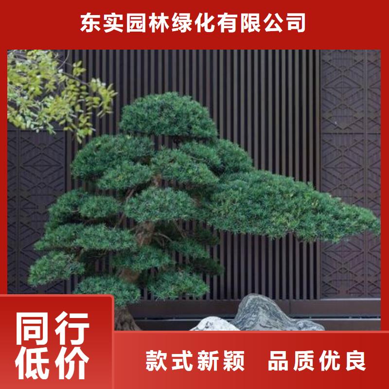  造型松供货及时