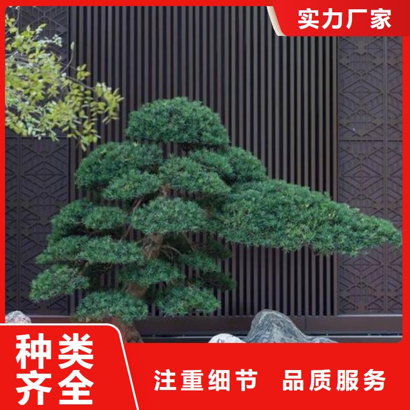 造型松平顶松支持批发零售