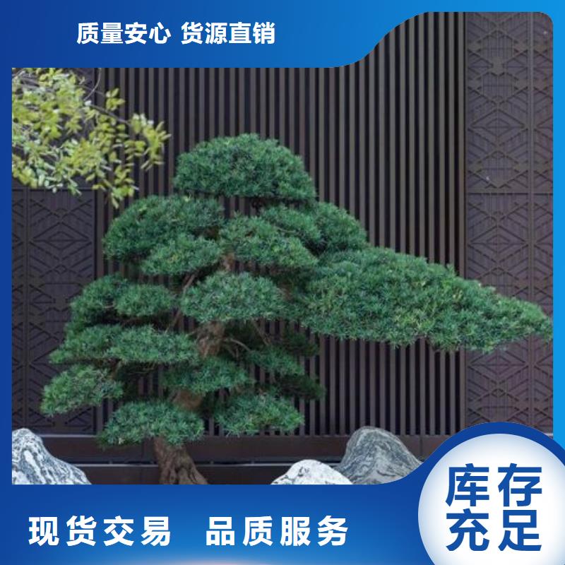 造型景观松现货批发