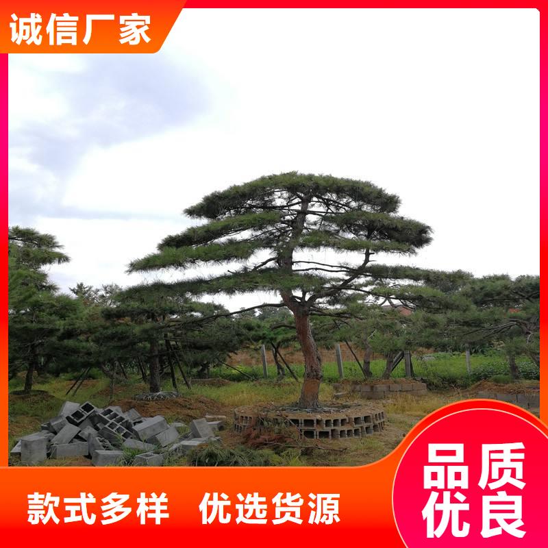 造型松大型古松现货直供