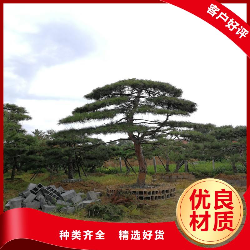 造型迎客松价格-可按需定做