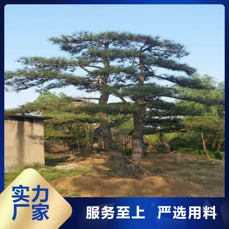  造型松从厂家买售后有保障