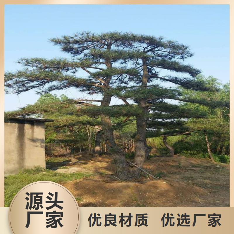 造型松古桩商家