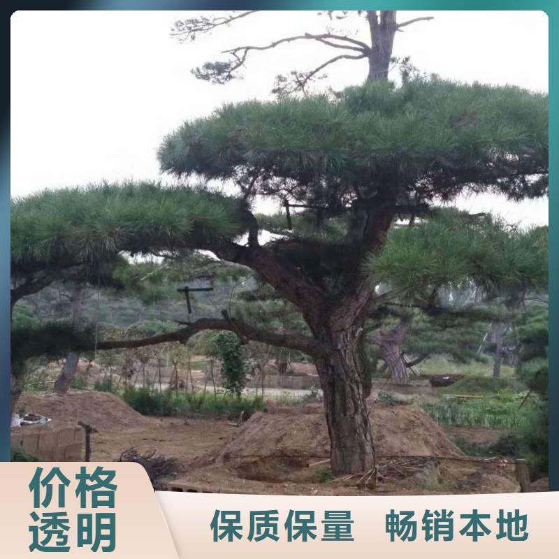 造型松大型古松质量层层把关