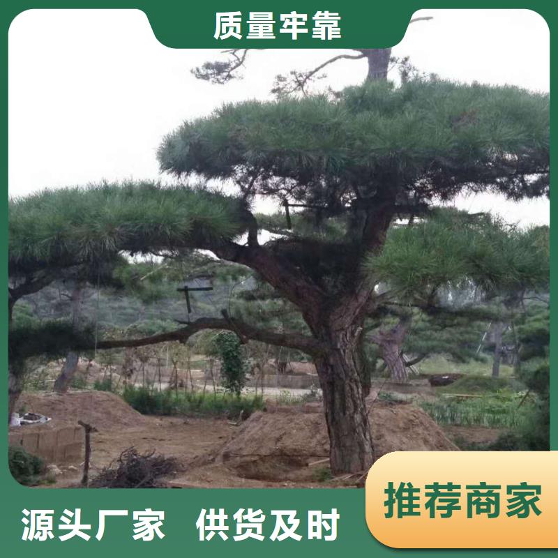 造型松造型松苗木真材实料