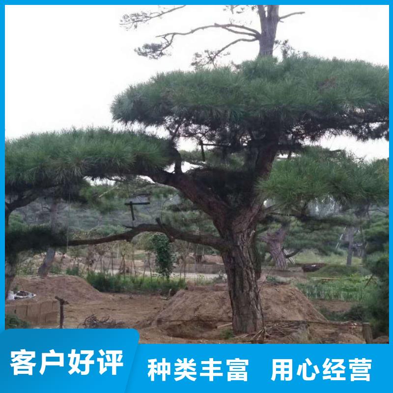 造型松_造型油松专业生产品质保证