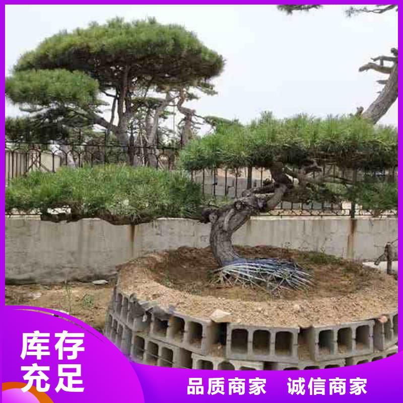 造型松,造型池松一站式采购商
