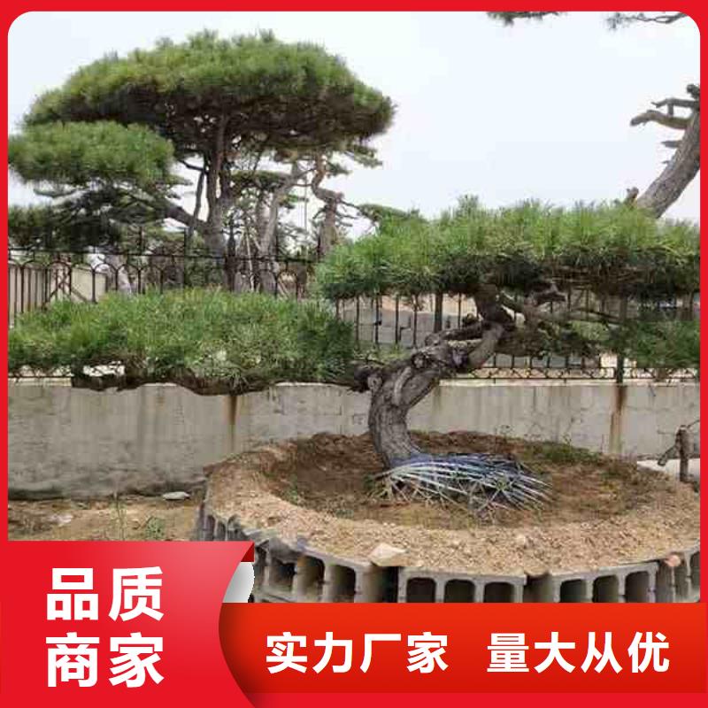 造型迎客松价格-定制_东实园林绿化有限公司