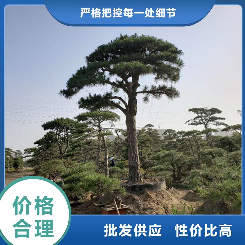 服务周到的造型油松公司