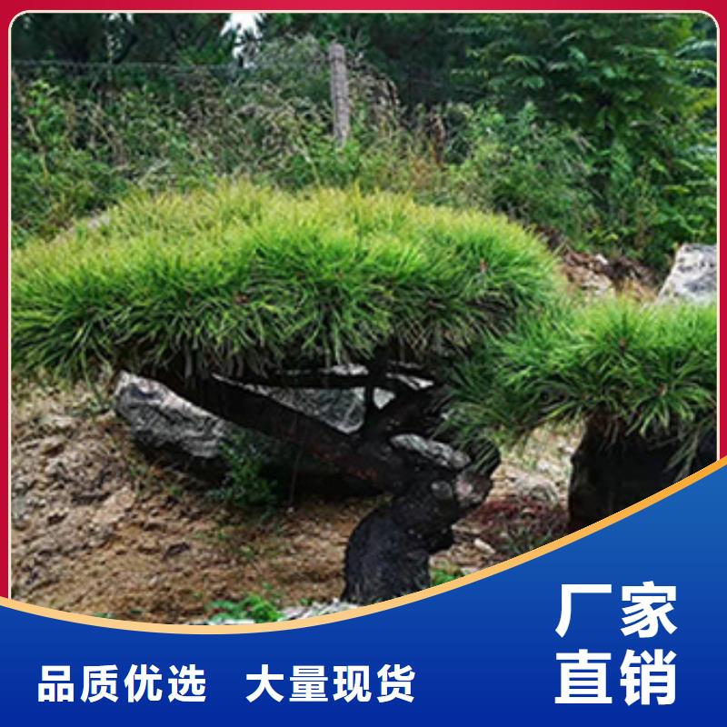 造型松-造型池松源头采购