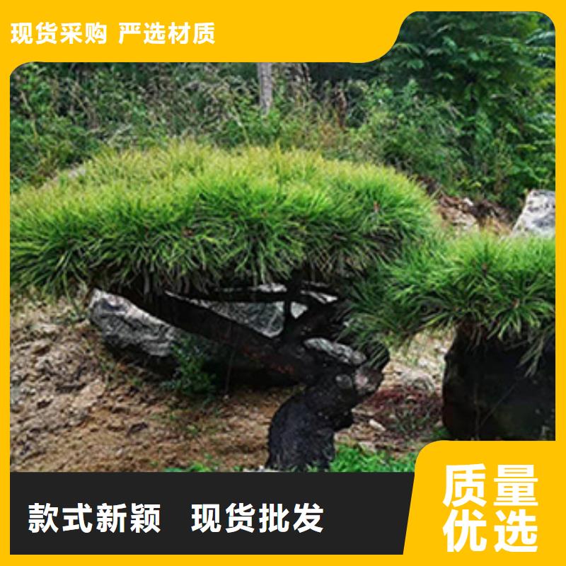 造型松平顶松支持批发零售