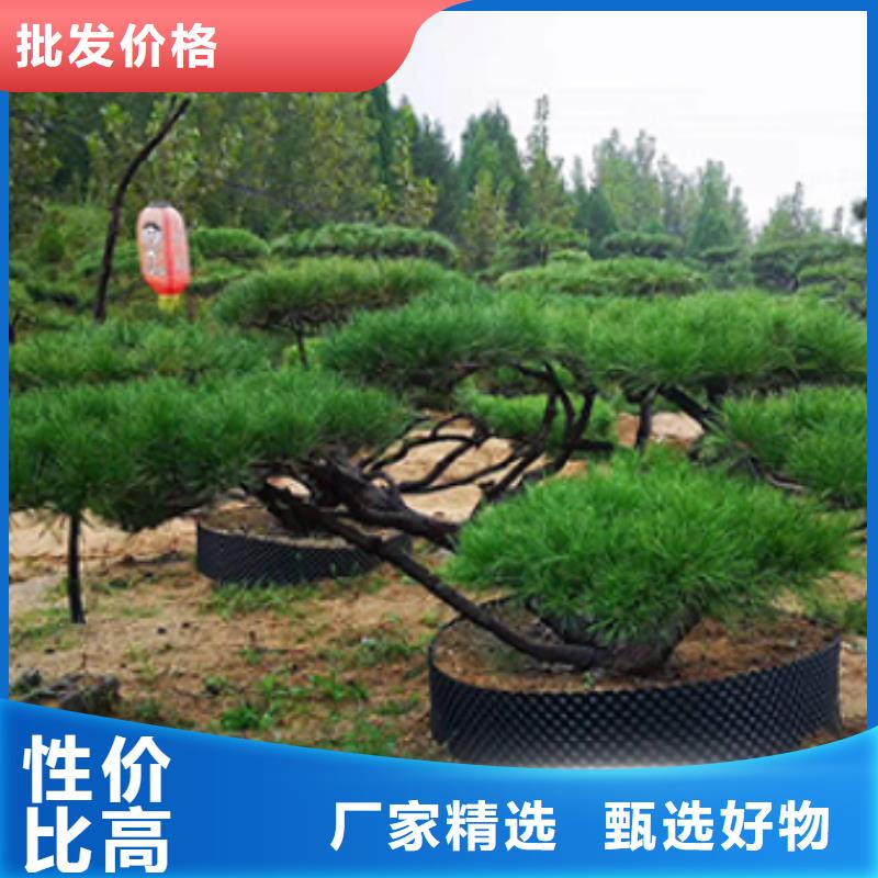 造型松-【奇石】打造行业品质
