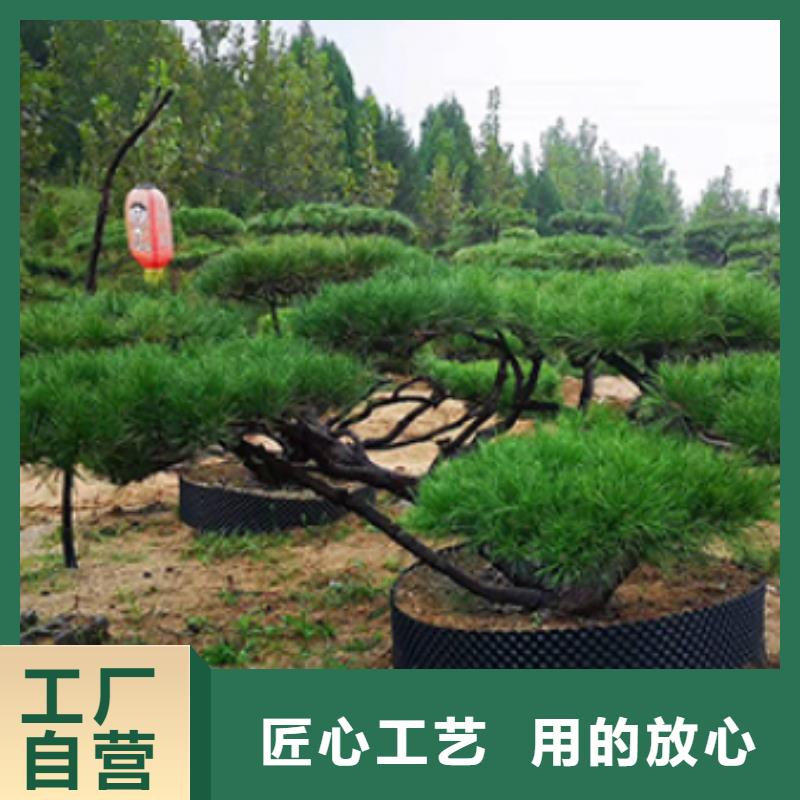 【造型松造型松价格厂家直销直供】
