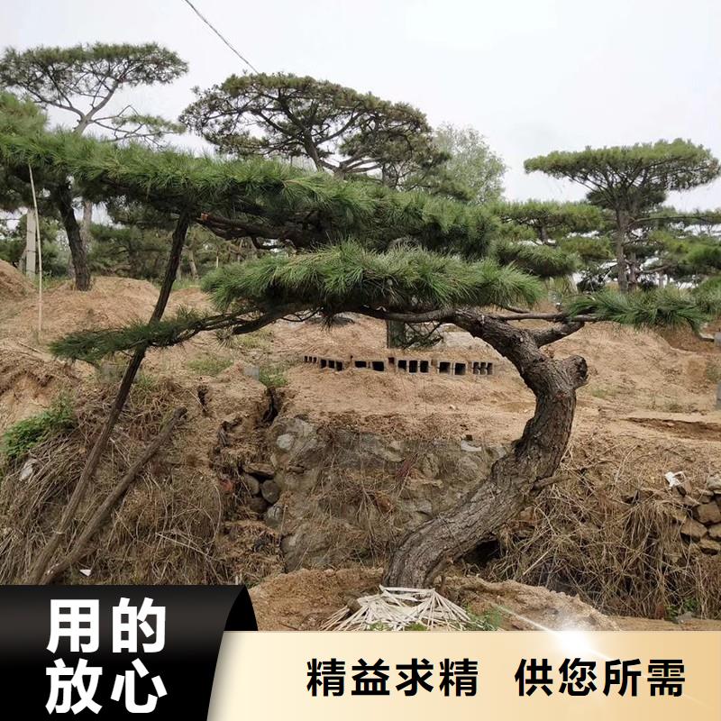  造型松工期短发货快
