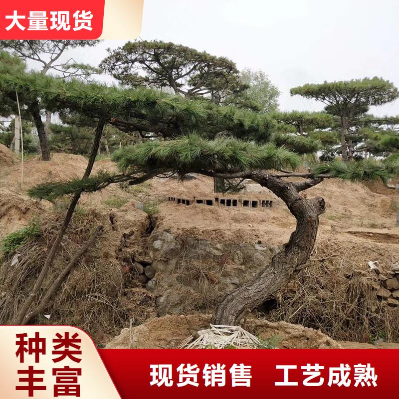 造型松【黑松】规格齐全