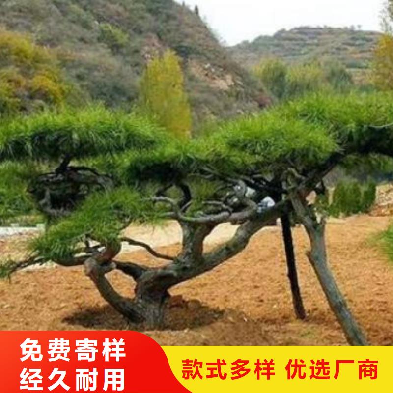 【造型松】造型油松质量检测