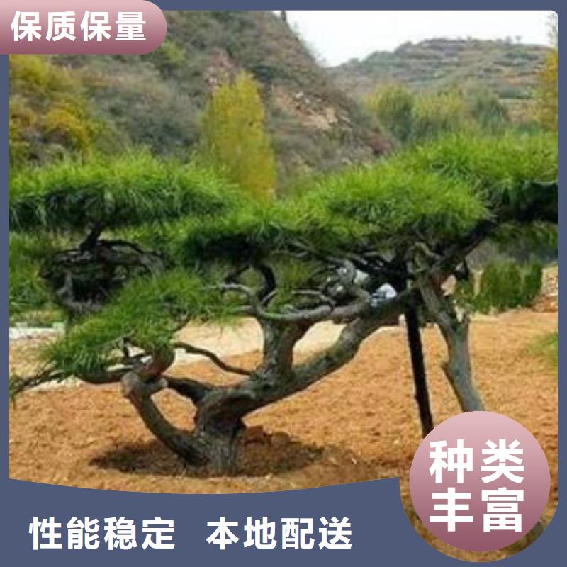  造型松直销厂家