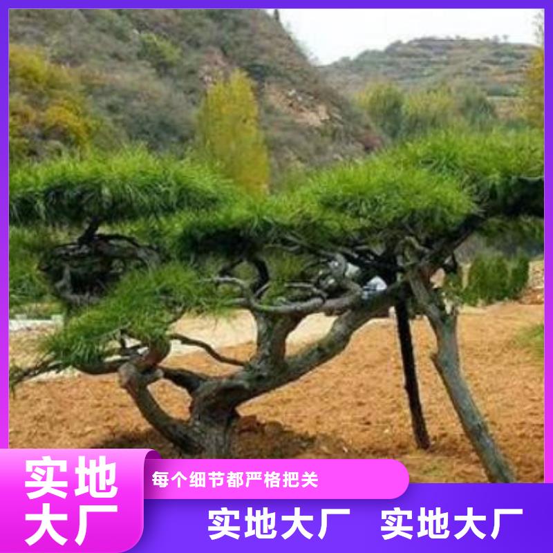  造型松厂家质量过硬