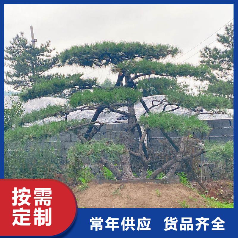  造型松实力厂商
