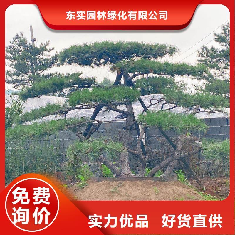 【造型松-造型松苗木老品牌厂家】