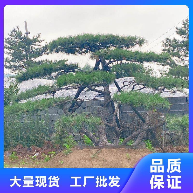 【 造型松来图定制量大从优】
