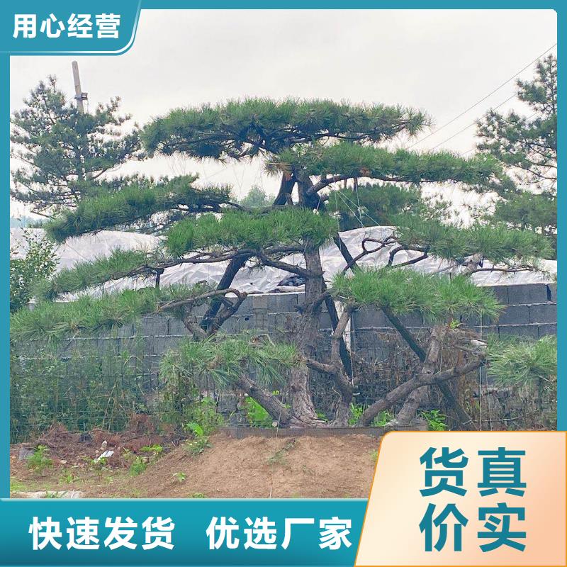 造型松公司地址