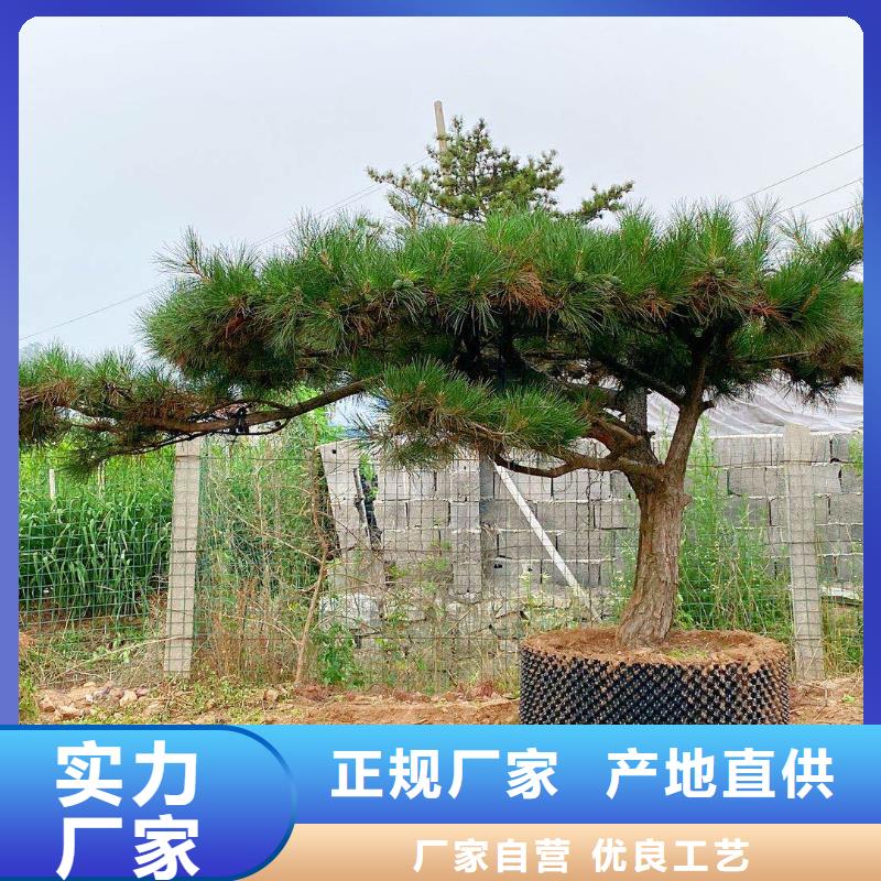 采购泰山迎客松必看-售后保证