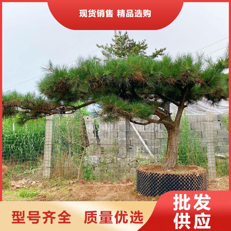 造型松_造型油松严谨工艺
