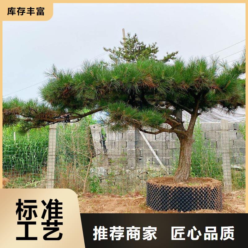 造型松,造型池松一站式采购商